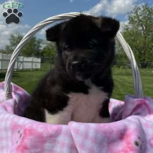 Jasmine, Akita Puppy
